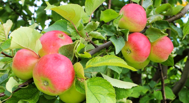 Ripe red apples on a branch close-up