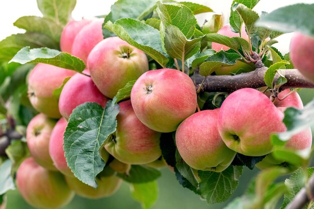 Ripe red apples in the garden on a tree Apple harvest