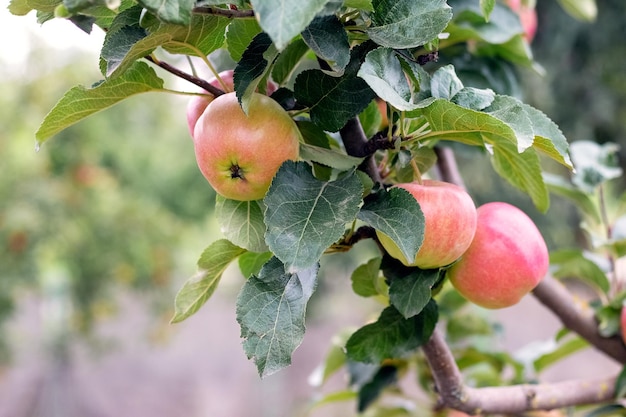 Ripe red apples in the garden on a tree Apple harvest