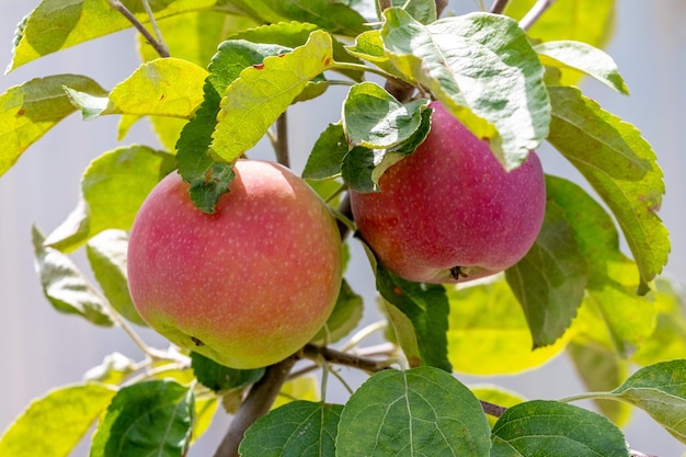 Ripe red apples in the garden on a tree Apple harvest