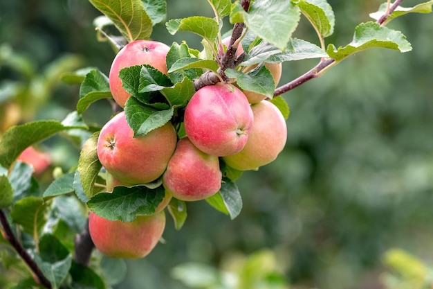 Ripe red apples in the garden on a tree Apple harvest