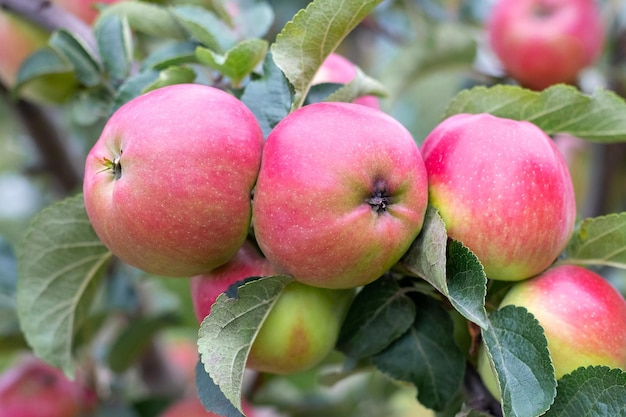 Ripe red apples in the garden on a tree close up Apple harvest