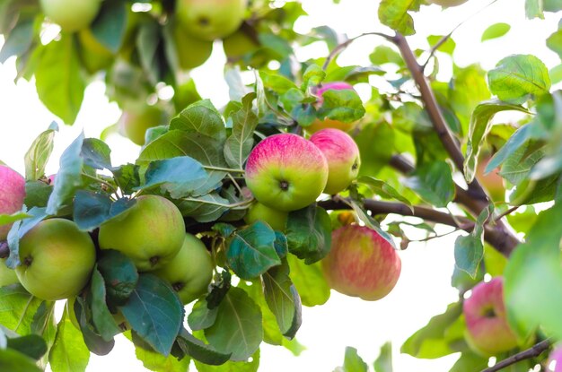 Ripe red apples on a tree branch.