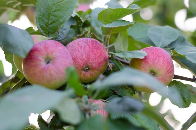 Ripe red apples on a tree branch.