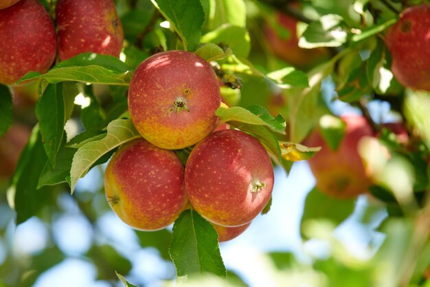 Ripe red apples on a tree with green leaves from below Organic and healthy fruit growing on an orchard tree branch on sustainable farm in summer Group of fresh seasonal produce ready for harvesting