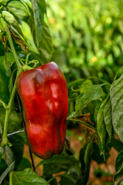 Ripe red bell pepper hanging on the plant in a greenhouse