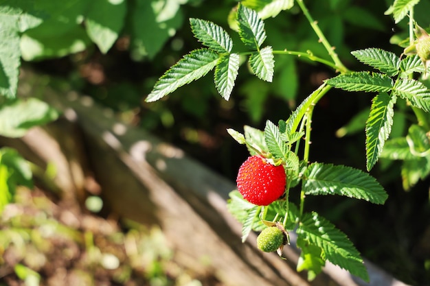 Ripe red berry of tibetan raspberry with green leaves in garden in summer