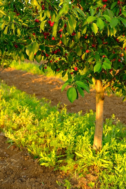 Ripe red cherries growing on cherry tree in garden organic cherries on tree before harvesting close