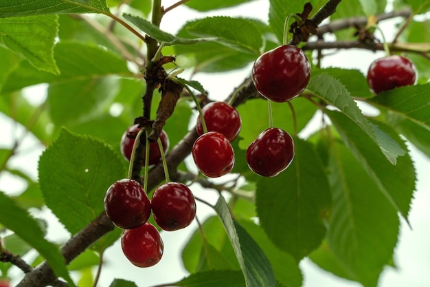 Ripe red cherry and green foliage of the tree