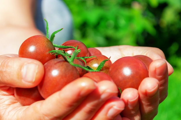 Ripe red cherry tomatoes in woman's hand. Farmer holding tomatoes harvest in hands in summer. Close-up. . Woman holding farm's produce. Organic eco plant cultivation.