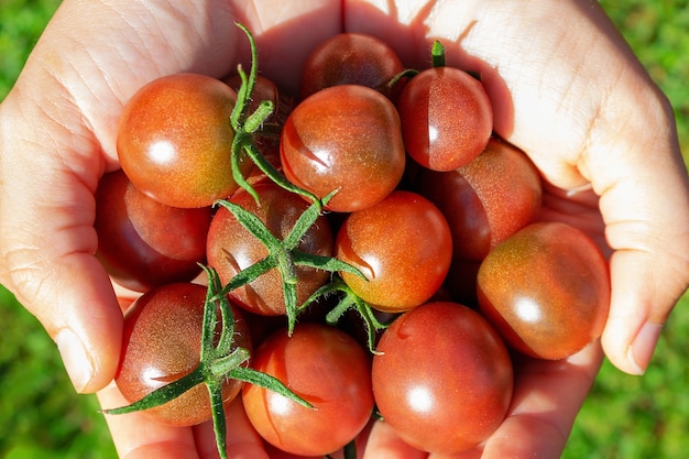 Ripe red cherry tomatoes in woman's hand. Farmer holding tomatoes harvest in hands in summer. Top view. Woman holding farm's produce. Organic eco plant cultivation.