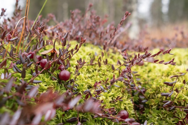 Ripe red cranberry grow in moss in a swamp against a blurred forest background