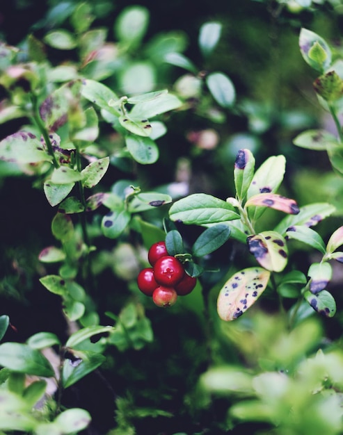 Photo ripe red cranberry growing in the forest at summer