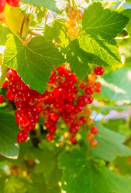 Photo ripe red currant berries on a branch in the garden red currant currant or ordinary or garden currant ribes rubrum