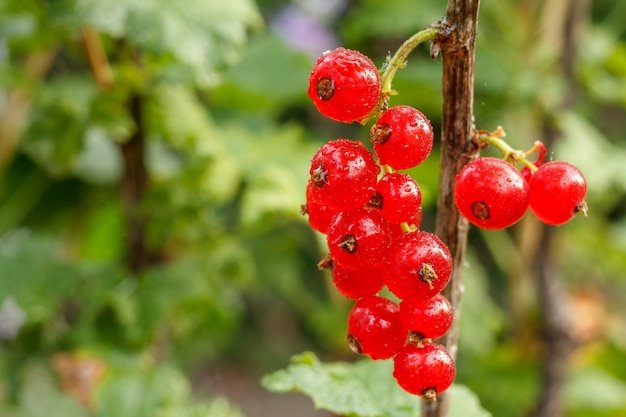 Ripe red currants on the branch in the garden in sunny summer day with blurred green leaves on the background. Shallow depth of field.