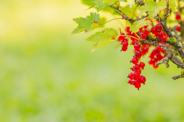 Ripe red currants close-up on green nature background. Detox diet, organic food. Healthy food concept. Copy space