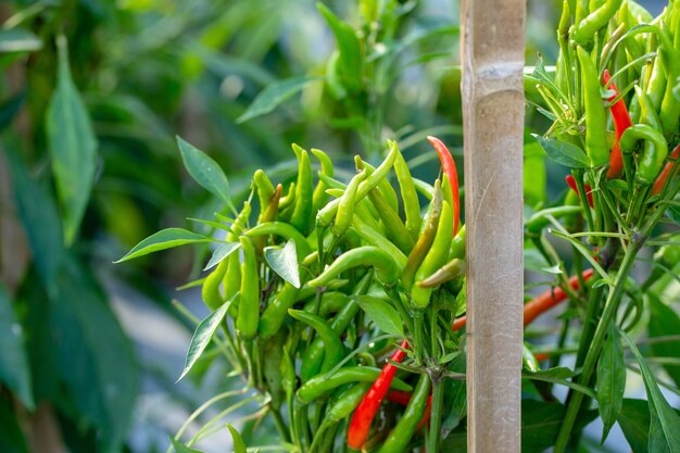 Photo ripe red and green chilli on a tree, green chilies grows in the garden