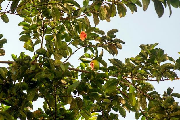 Ripe red guava fruits Psidium guajava L on tree eaten by birds selected focus