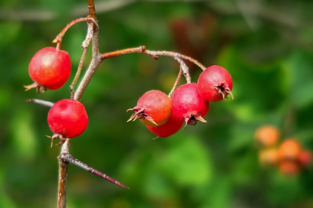 ripe red hawthorn berries grow on a hawthorn bush. cultivation of medical berries and plants concept