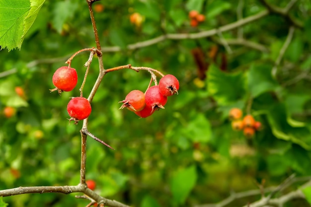 ripe red hawthorn berries grow on a hawthorn bush. cultivation of medical berries and plants concept