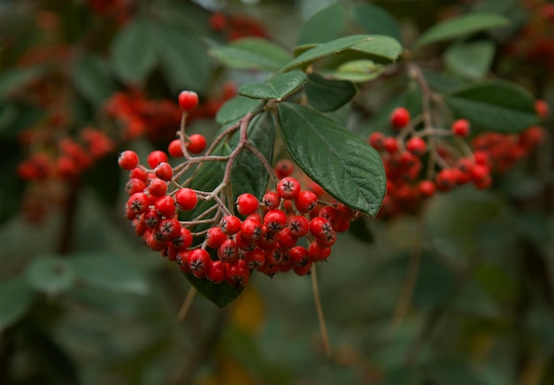 Ripe red juicy berries in autumn park rowan berrie mountain ash sorbus edible fruits loved by birds