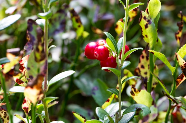 Ripe red lingonberry, partridgeberry, or cowberry grows in pine forest with white on a green blurred background