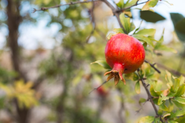 A ripe red pomegranate is hanging on a branch of a fruit tree Natural food ecofriendly orchardx9