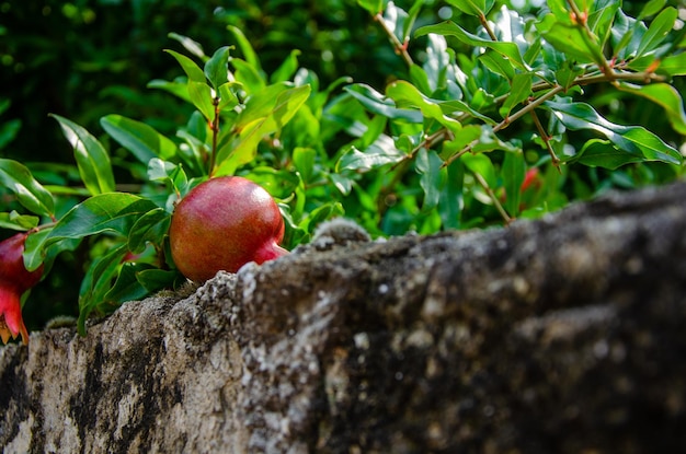 A ripe red pomegranate is lying on the fence.