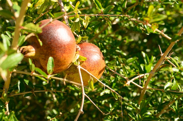 Ripe red pomegranates grow on a tree branch in the garden