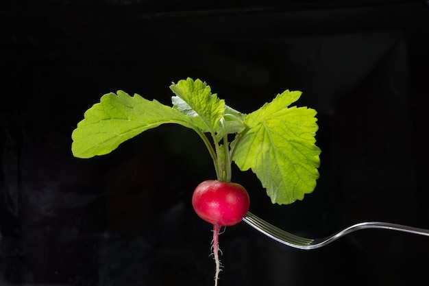 Ripe red radish on fork with foliage on a black. Isolated.