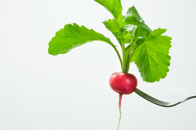 Ripe red radish on fork with foliage on a white. Isolated.