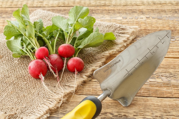 Ripe red radish on sackcloth with garden tools