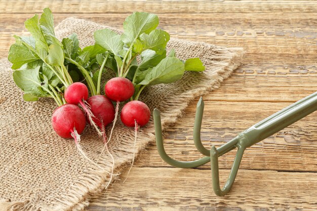 Ripe red radish on sackcloth with a rake on the old wooden boards