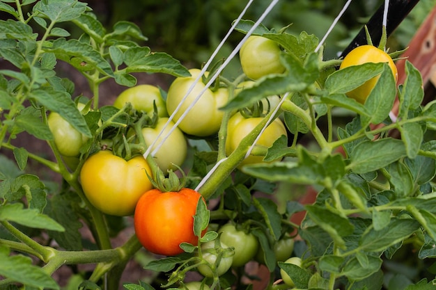 Ripe red and not ripe green tomatoes hanging on the vine of a tomato plant in the garden