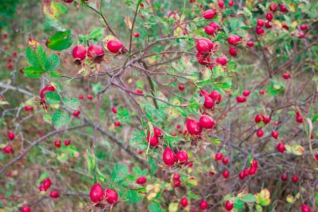 Ripe red rosehip hanging on the branches Healthy diet Vitamin C