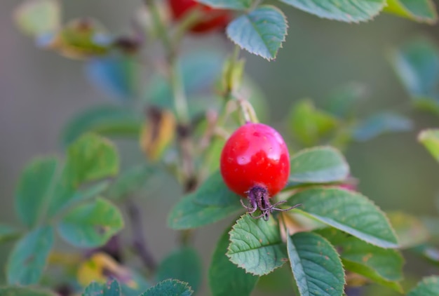 Photo ripe red rosehips berries on bush