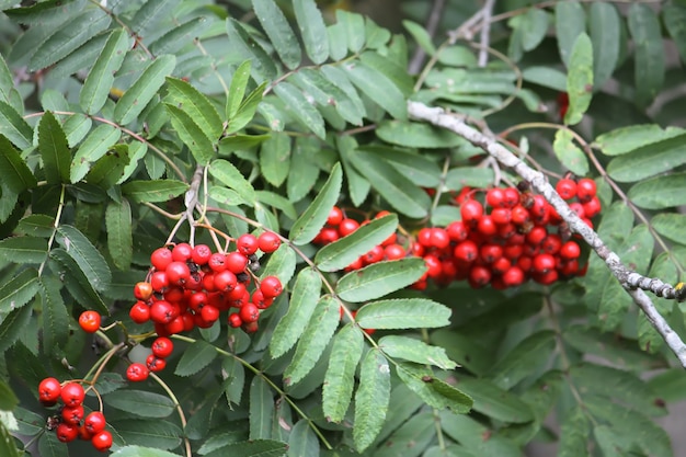 Ripe red Rowan berries close up