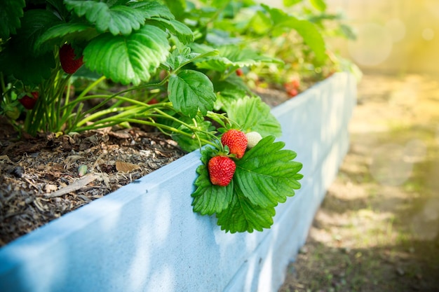 Ripe red strawberries grow on a wooden garden bed