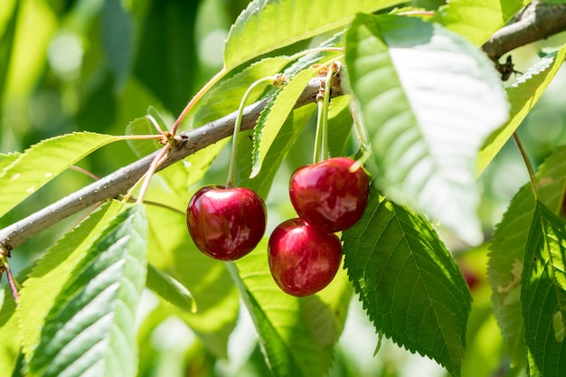 Ripe red sweet cherry on a branch