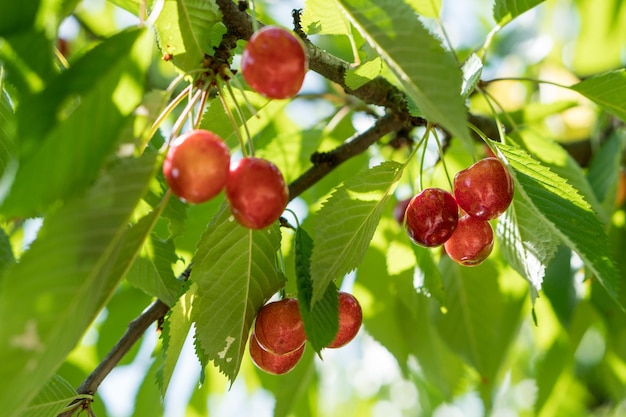 Ripe red sweet cherry on a branch