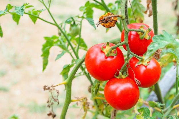 Ripe red tomato on tree in garden