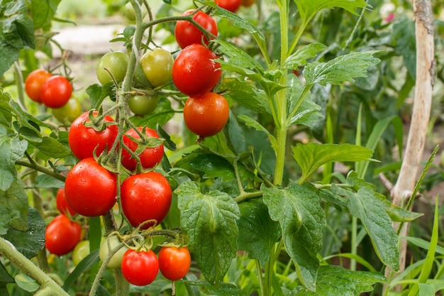 Ripe red tomatoes growing on the branch in the garden Tomatoes in the garden bed