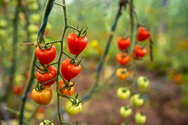 ripe red tomatoes in organic quality in a greenhouse