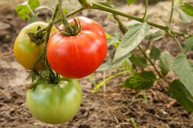 Ripe red and uripe tomatoes growing on the garden bed Tomatoes in the greenhouse