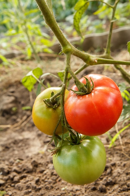 Ripe red and uripe tomatoes growing on the garden bed