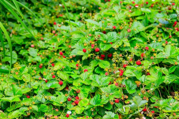 Ripe red wild strawberries in a forest