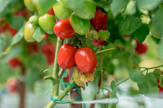 Ripe red yellow green tomatoes in the garden organic agriculture