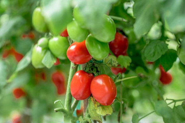 Ripe red yellow green tomatoes in the garden organic agriculture