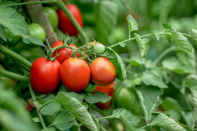 Ripe red yellow green tomatoes in the garden organic agriculture