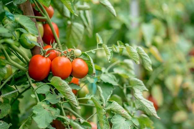 Ripe red yellow green tomatoes in the garden organic agriculture